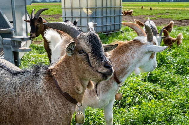 Goat keeping cute goats guard a chicken pasture, symbol photo domestic ...