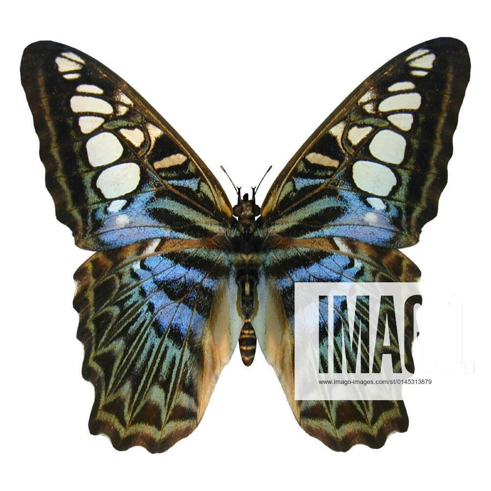 Blue Clipper Butterfly