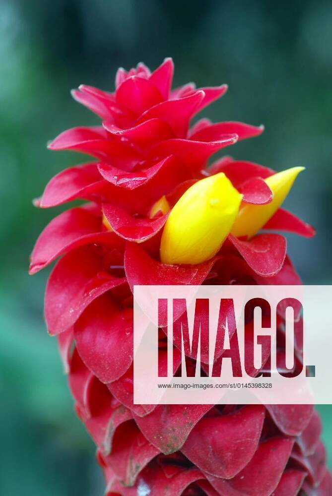 Spiral Ginger Costus comosus yellow red flower