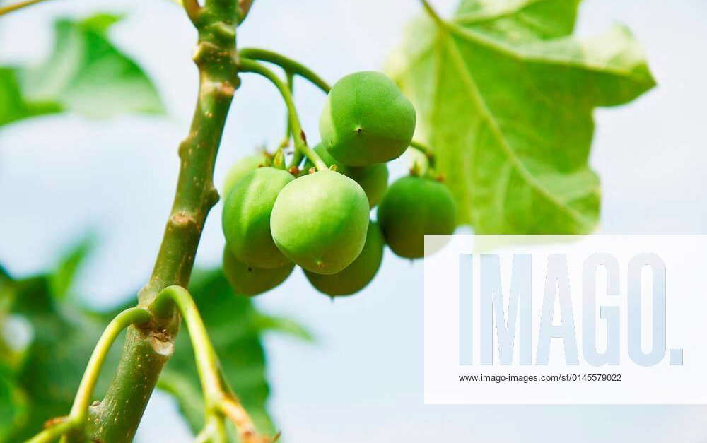 Jatropha trees. xFotosearchxLBRFx xCSP_photonewmanx