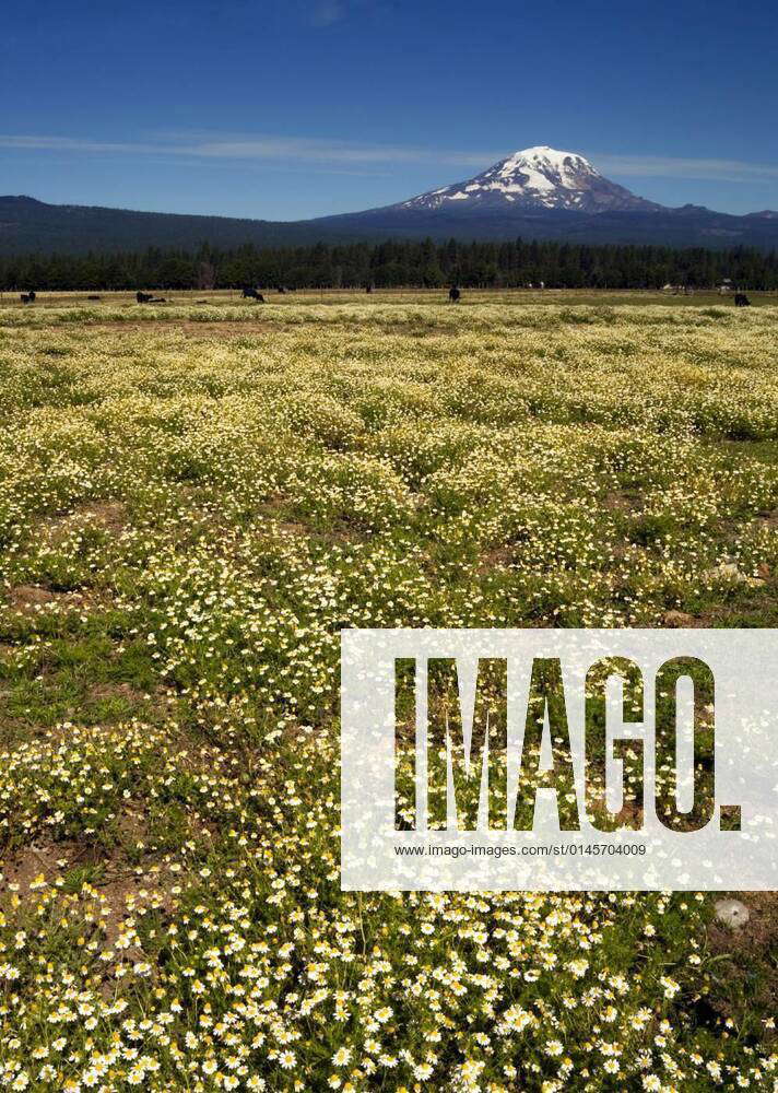 Grazing Cattle Ranch Countryside Mount Adams Mountain Farmland Landscape