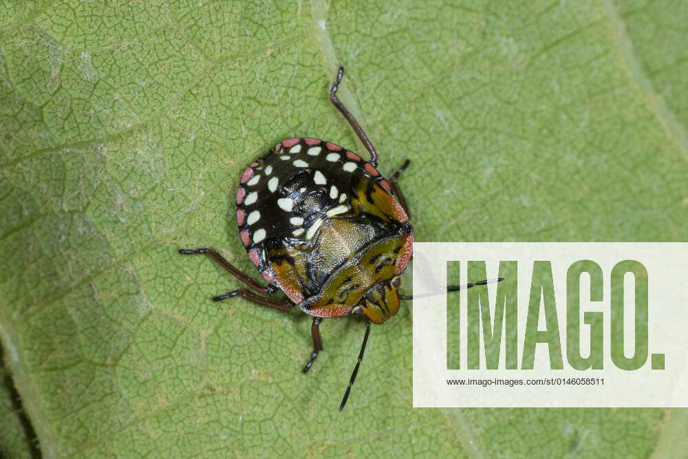 Southern green stink bug, Southern green shield bug, Green vegetable ...