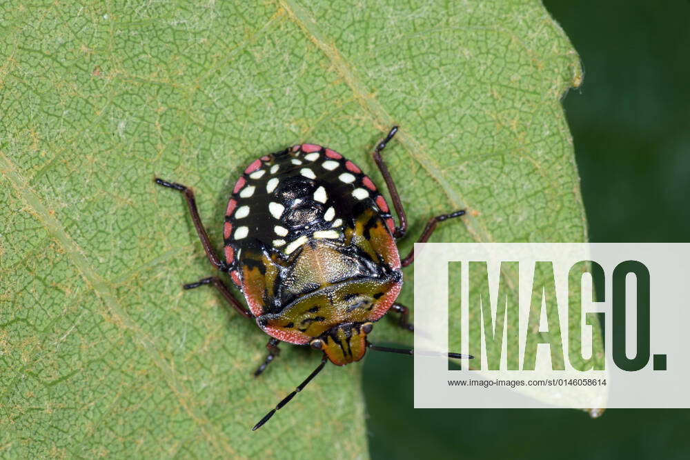 Southern green stink bug, Southern green shield bug, Green vegetable ...