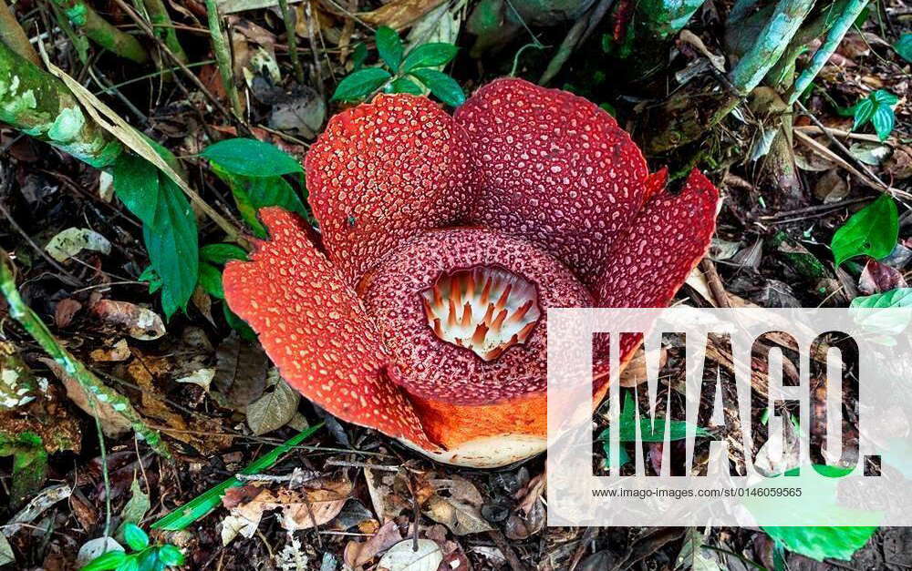 Giant Rafflesia The Largest Flower In The World Fly On A Flower For