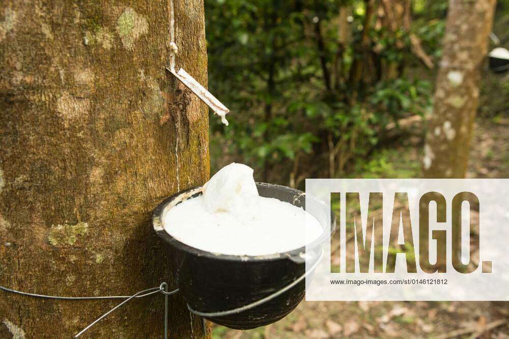 Juice of rubber trees to collect for the production of rubber