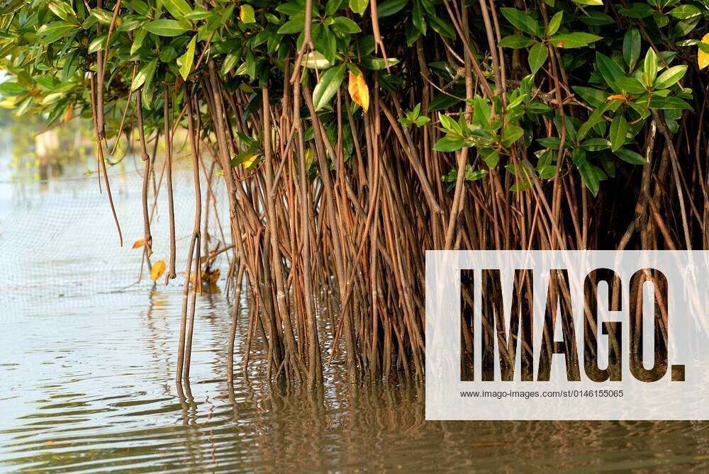 Backwater ; Pichavaram mangrove forest ; near Chidambaram ; Tamil Nadu ;  India xDinodiaxPhotox