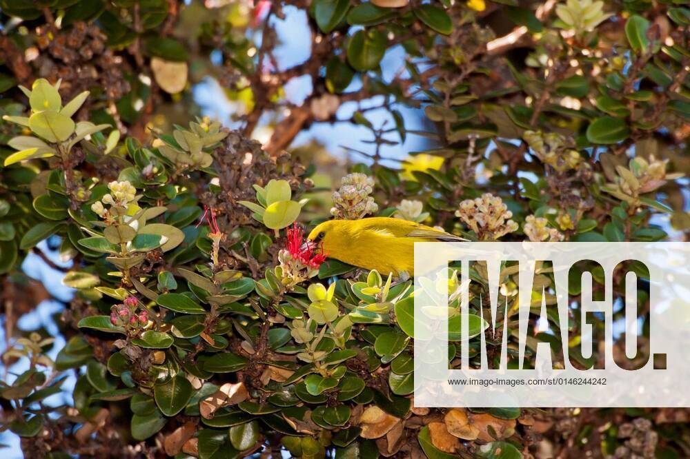 USA, Hawaii, Hakalau Forest National Wildlife Refuge. Amakihi bird ...