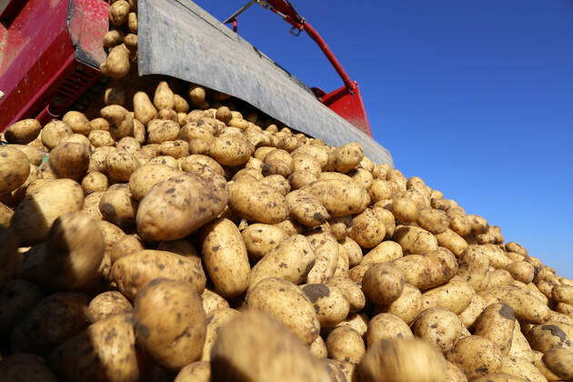 Agricultural Potatoes Roden With Vollernter Mutterstadt Rhineland