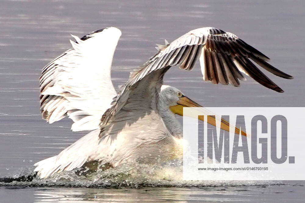 Pelicans Inside The Anasagar Lake In Ajmer As Temperature Starts To
