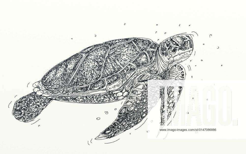 Sea Turtle Outline Art PNG Transparent Images Free Download | Vector Files  | Pngtree