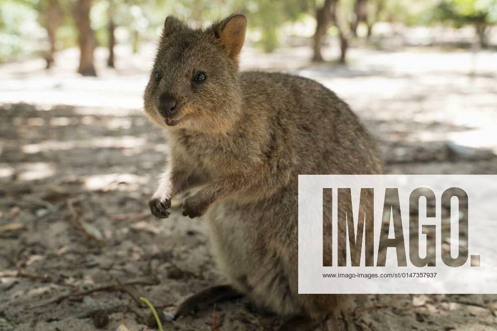 Quokka auf Rottnest Island, Western Australia