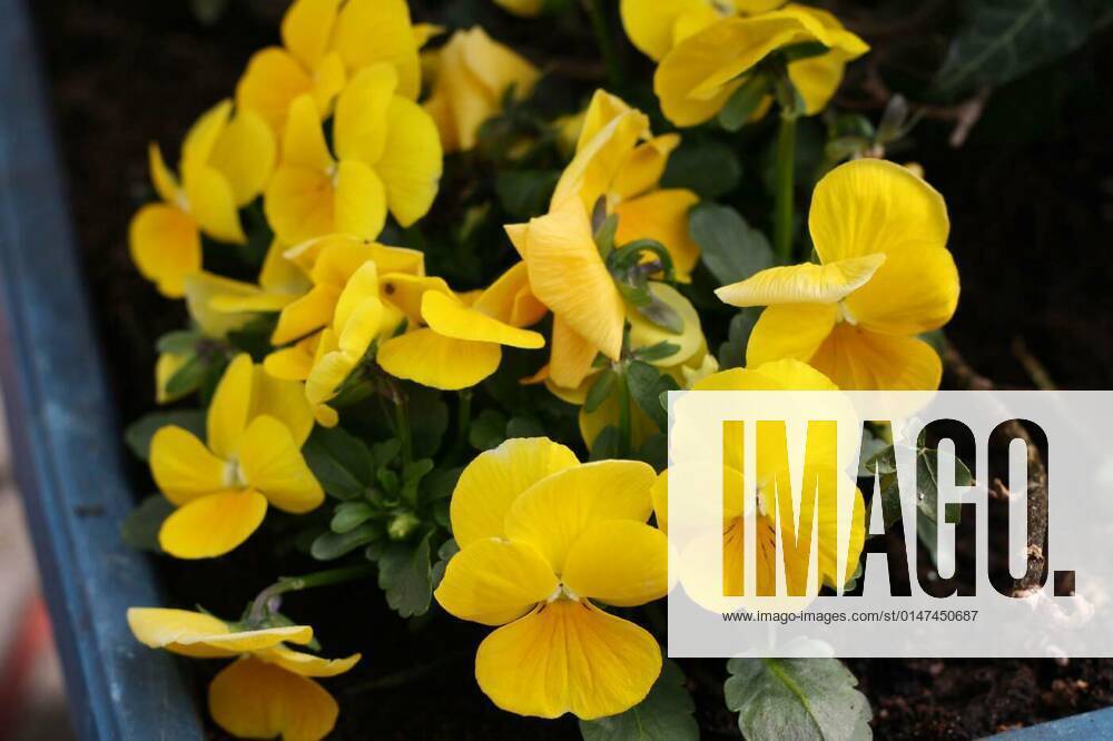 Yellow pansies