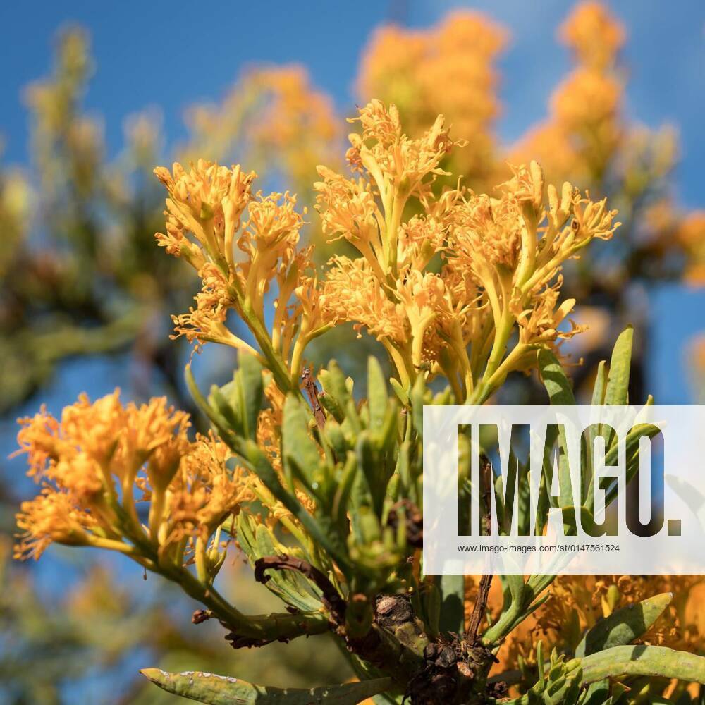 Nuytsia floribunda,Fitzgerald River National Park,Western Australia