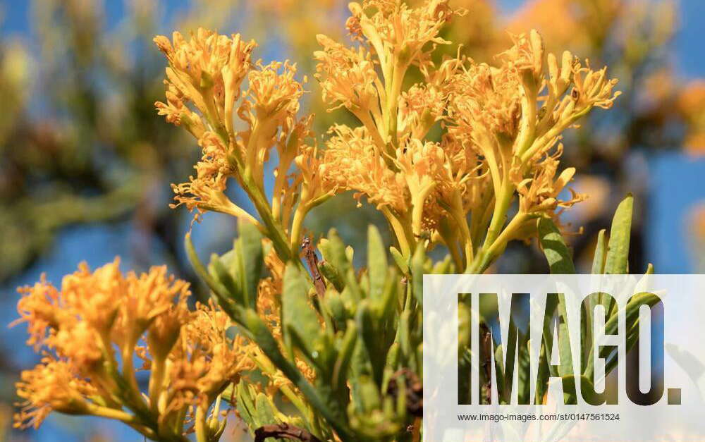 Nuytsia floribunda,Fitzgerald River National Park,Western Australia