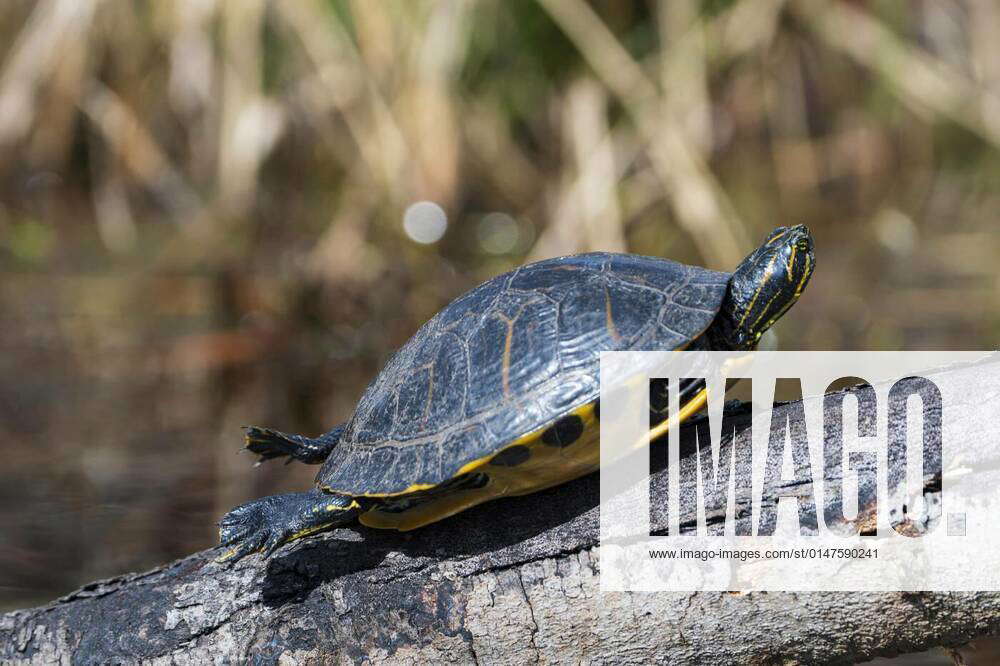 Basking Yellow River Slider Turtle