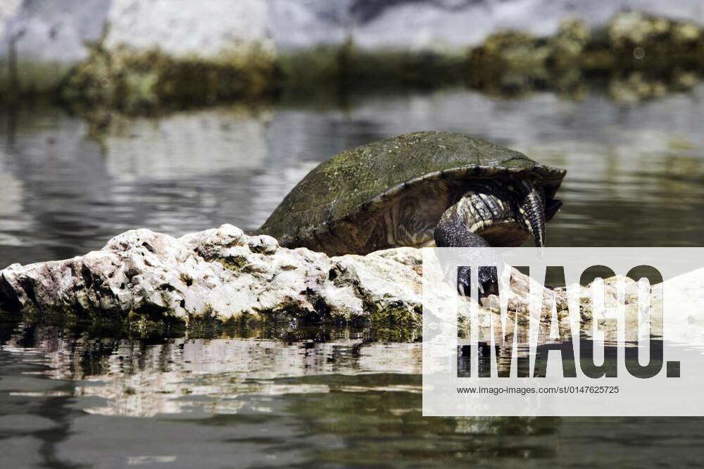 Cuban slider (Trachemys decussata), turtle native to Cuba - Peninsula ...