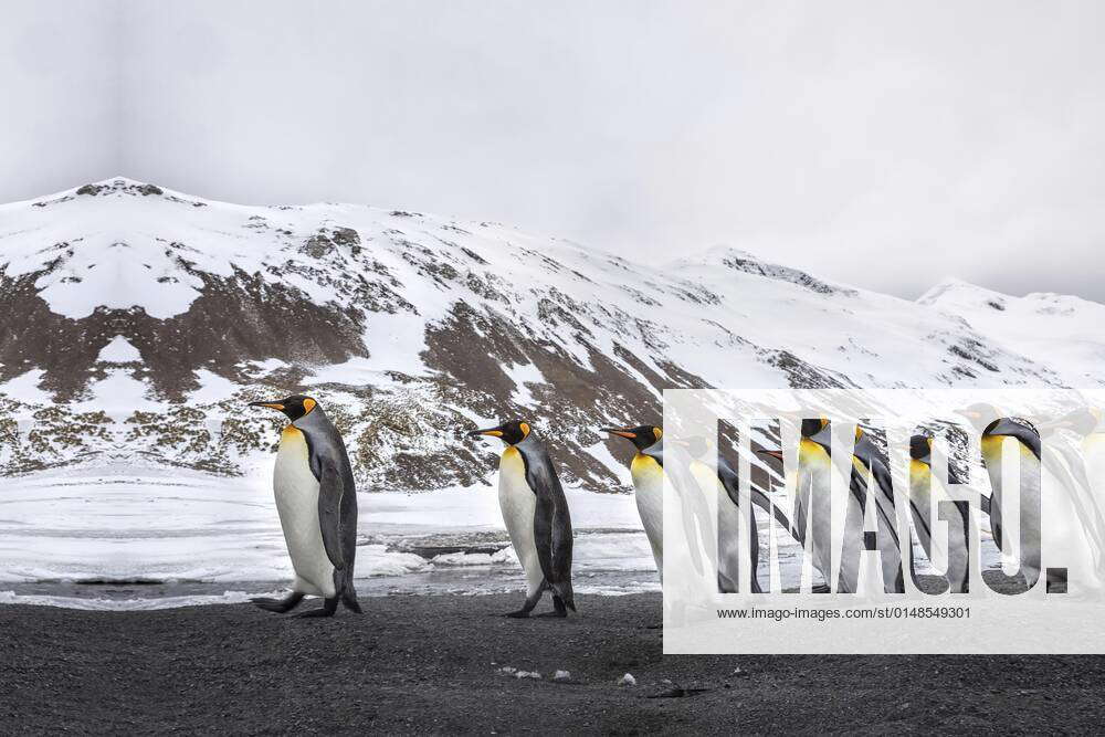 Many penguins walk in the sand near the ice, kings penguins go to the ...