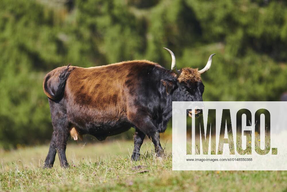 Domestic cattle Bos primigenius on a meadow in autumn, Bavaria, Germany ...