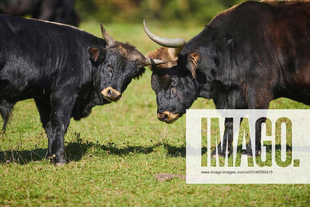 Domestic cattle Bos primigenius on a meadow in autumn, Bavaria, Germany ...