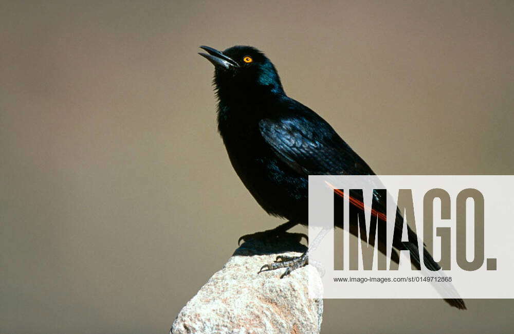 Pale-winged Starling (Onychognathus nabouroup). Fish - River Canyon ...