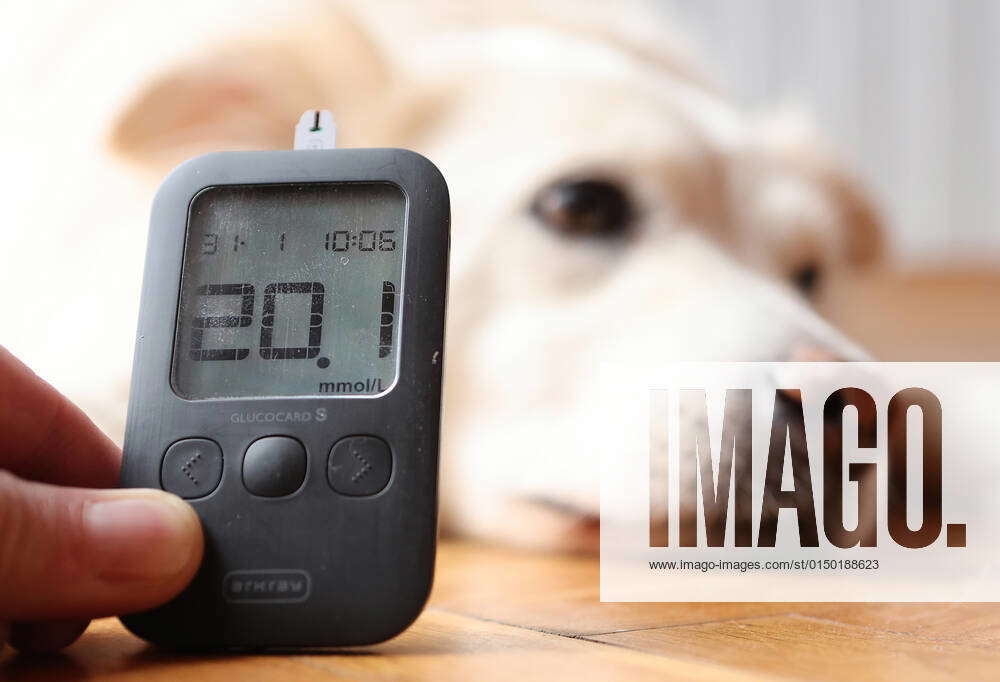 Diabetes in dogs Illustration of measuring sugar level in dogs. In dogs