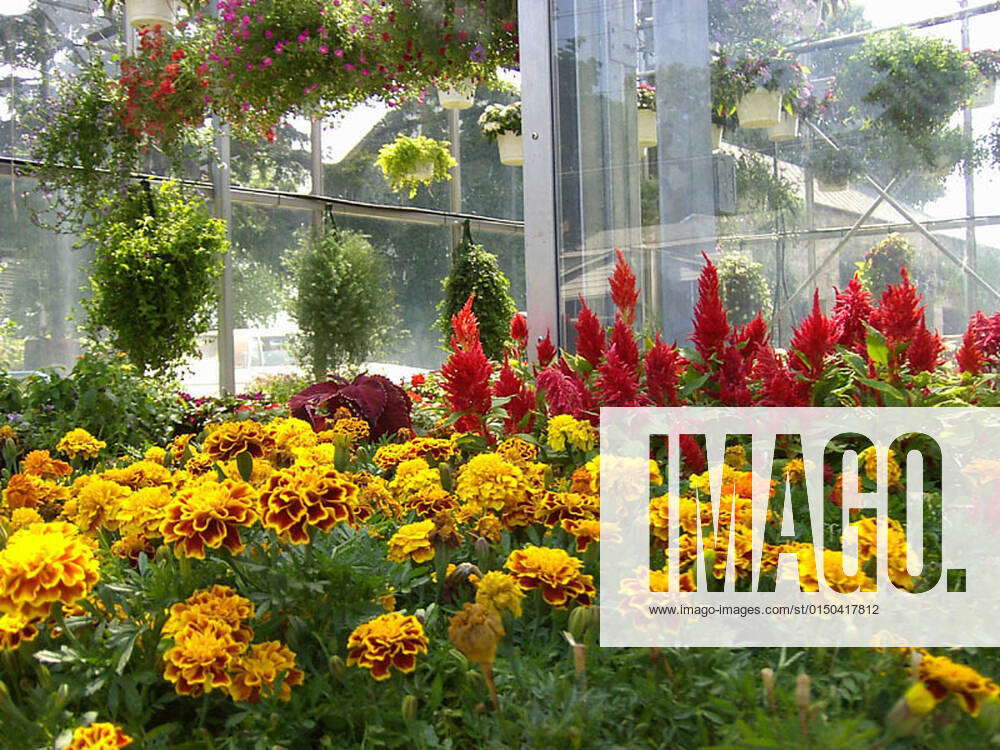 A beautiful view of Flowers in a nursery near Hamburg, New York. USA