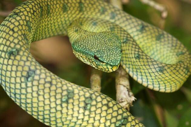 Wagler s Pit Viper (Tropidolaemus wagleri) in unidentified Fig (Ficus ...