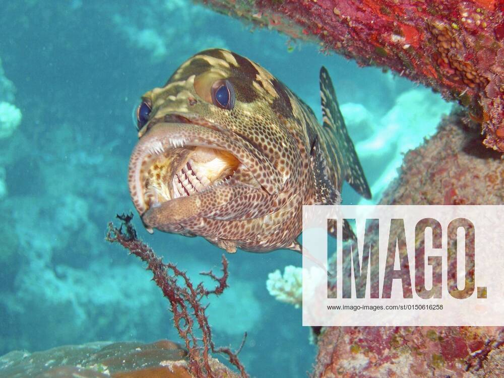 Rock Cod Being Cleaned By Cleaning Shrimp Agincourt Reef Great Barrier poisonous-t-shirt-gimpfist