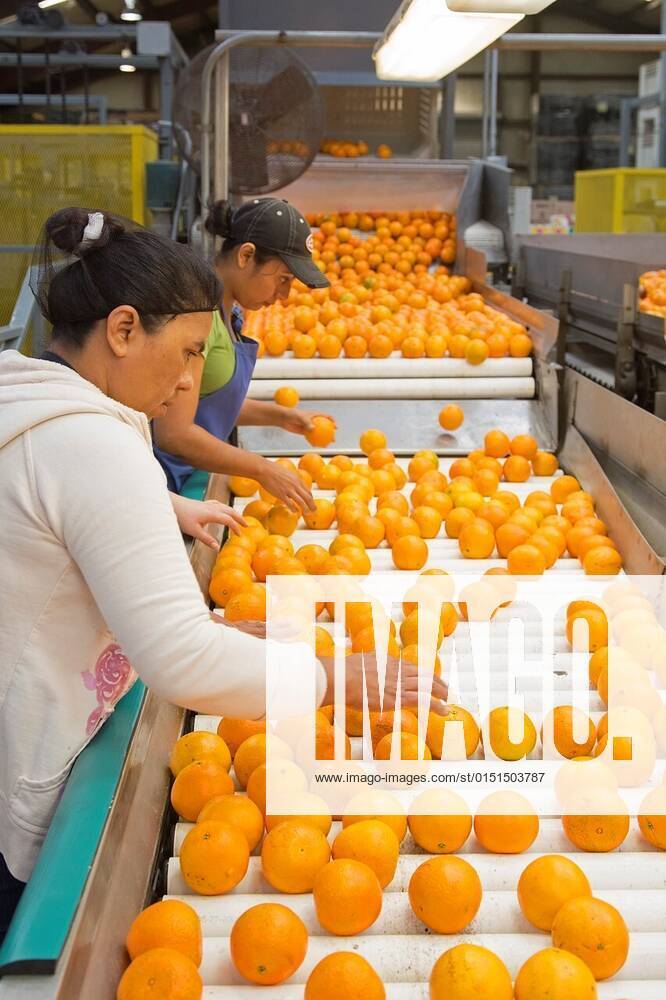 Vero Beach, Florida Oranges are sorted and packed at the IMG Citrus