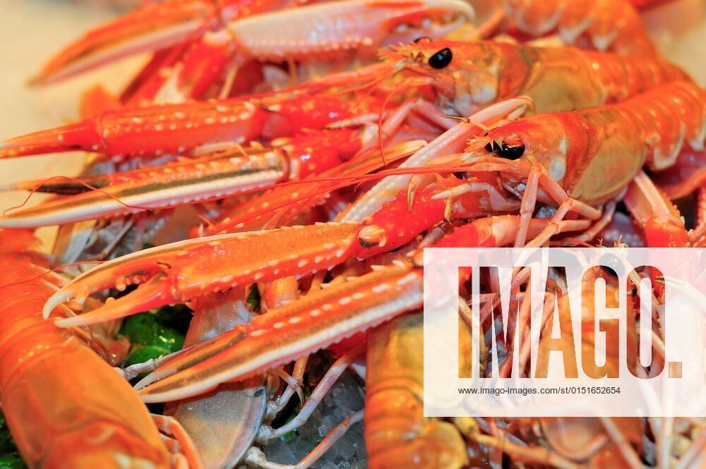 Lobsters (Nephrops norvegicus) in La Boqueria market, Barcelona
