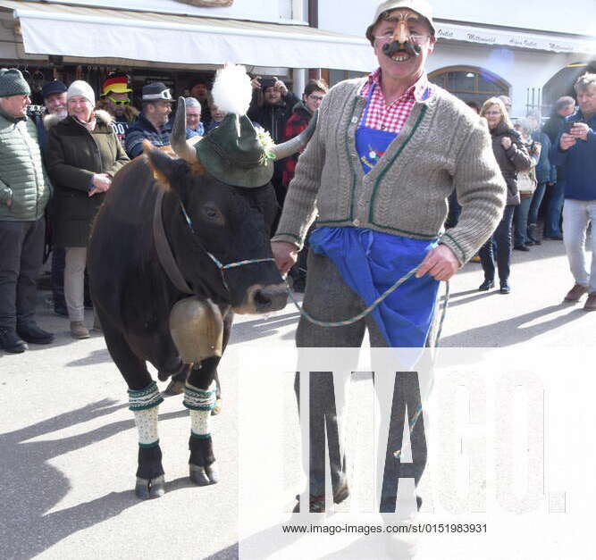 Cow Resi Mittenwald 24 02 2022 Maschkerer Bavarian customs
