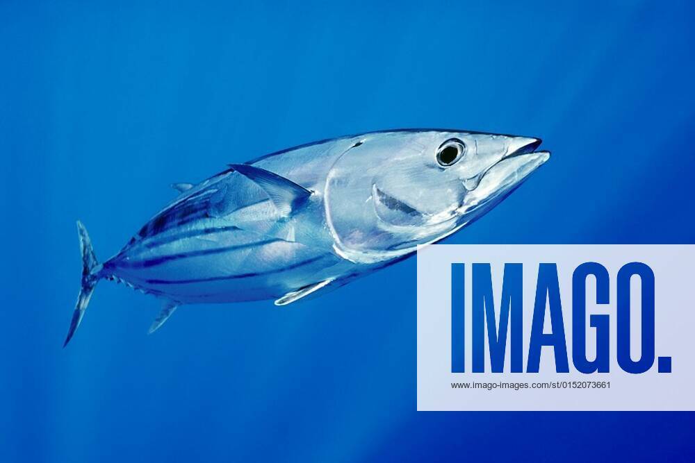 Skipjack tuna or aku in Hawaiian, Katsuwonus pelamis, Kona Coast, Big