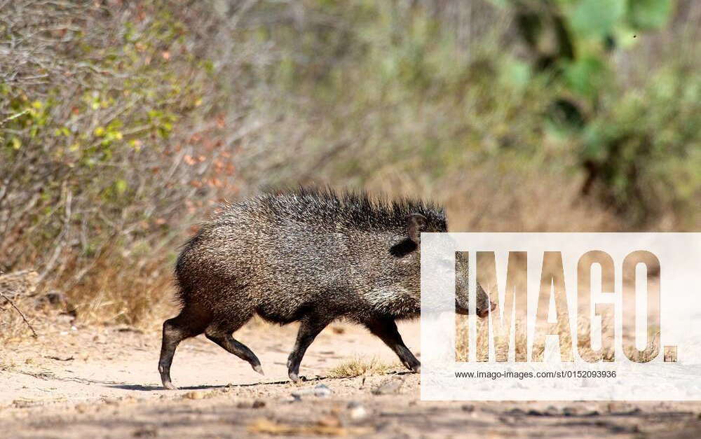 A young peccary walking, Texas xagefotostockx xRebeccaxJackrelx
