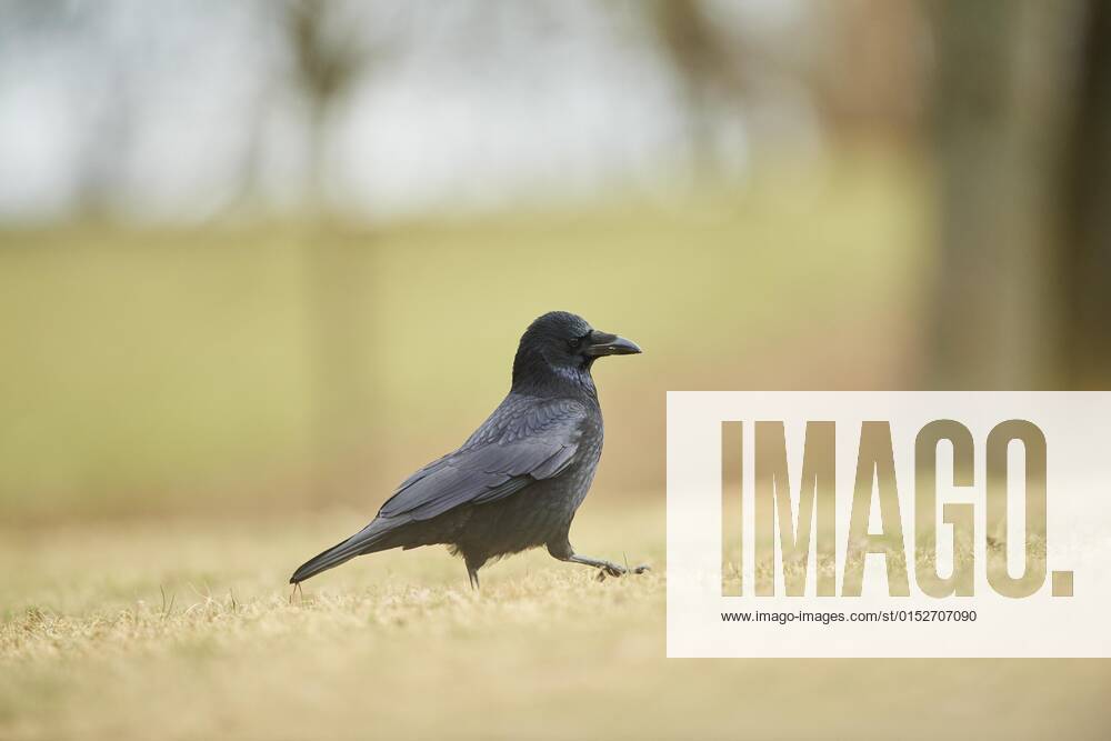 Raven crow Corvus corone walks on a field, wildlife, Bavaria, Germany ...