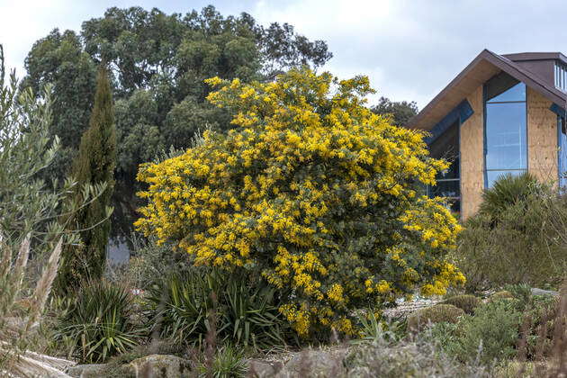 Baileys acacia Acacia baileyana, RHS Garden Hyde Hall McPHRM