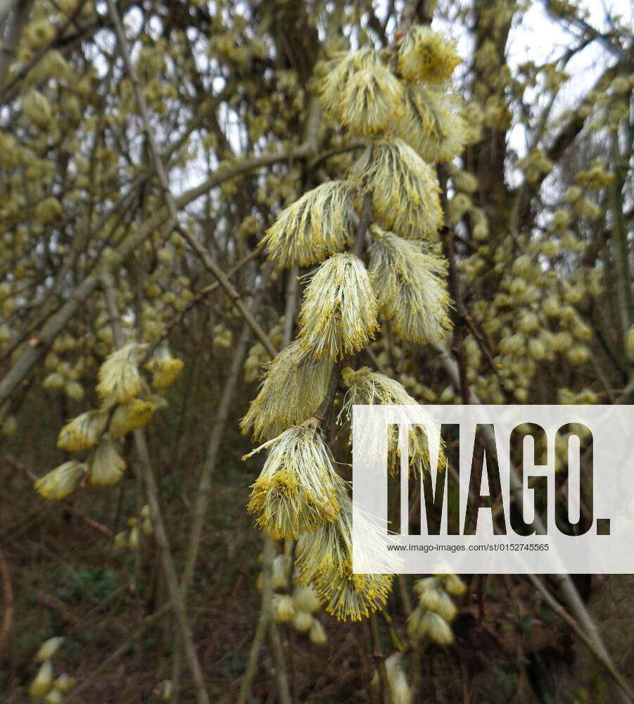 Candle time willow seedling time the first bread of bees willow ...