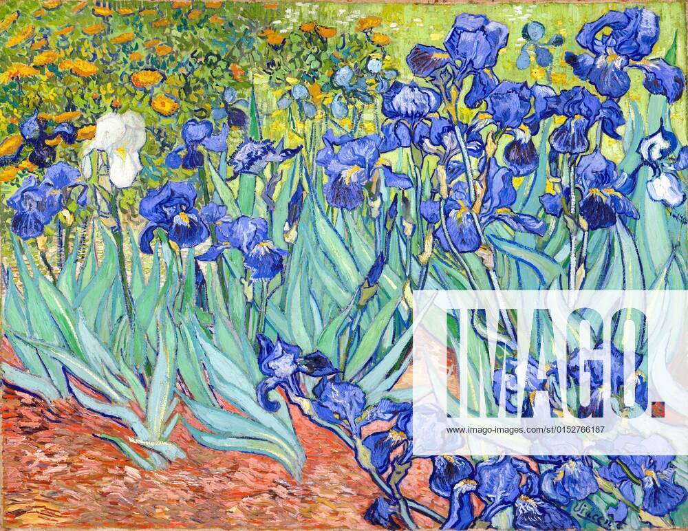 Irises is one of many paintings and prints of irises by the Dutch