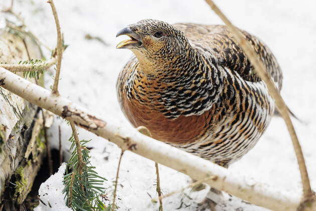 Wildlife 2022 03 20, GER, Bavaria, Neuschönau Capercaillie in the ...