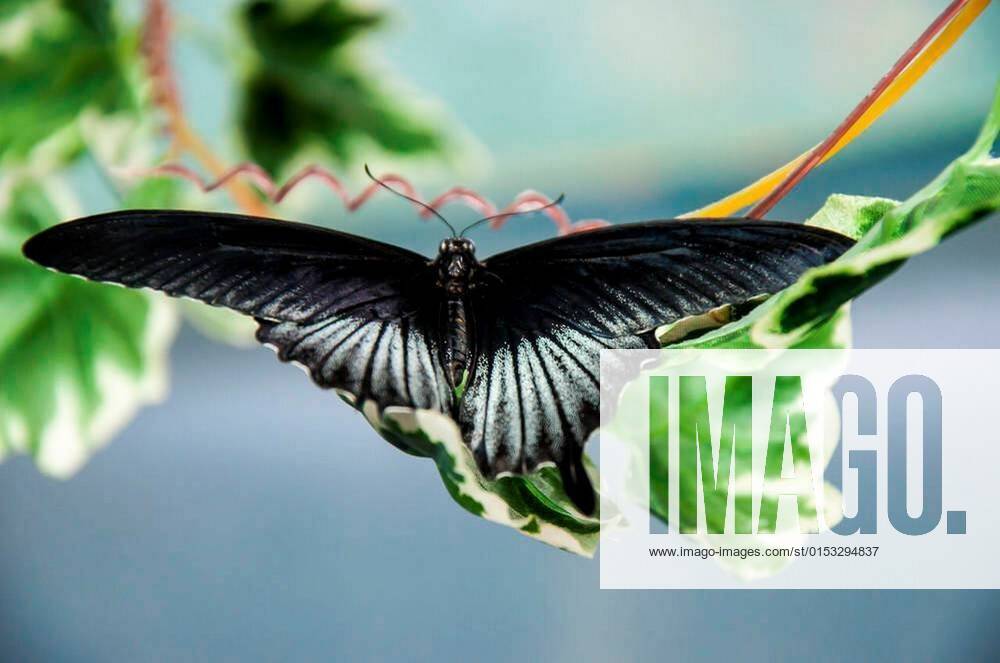 Tropical Butterfly Papilio Lowi male xFotosearchxLBRFx xCSP