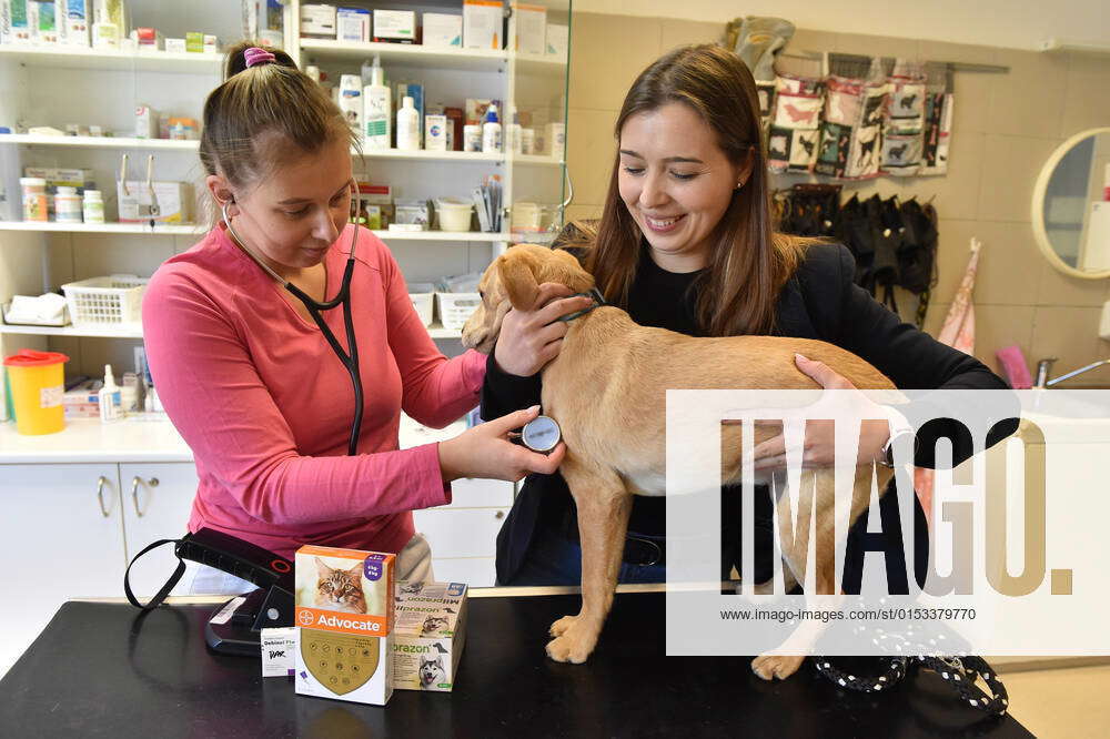 Dog and Cat police shelter Brno is able to take care of 30 dogs and ...