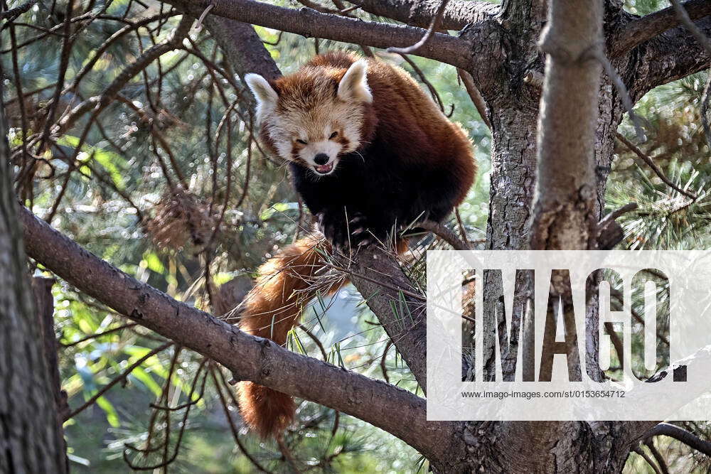 Nepalese red panda Ailurus fulgens Nepalese red panda Ailurus fulgens ...