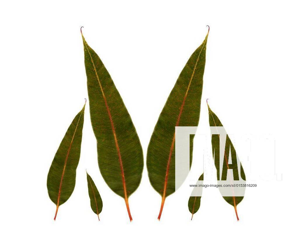 Eucalyptus gum leaves australian native plant xFotosearchxLBRFx xCSP