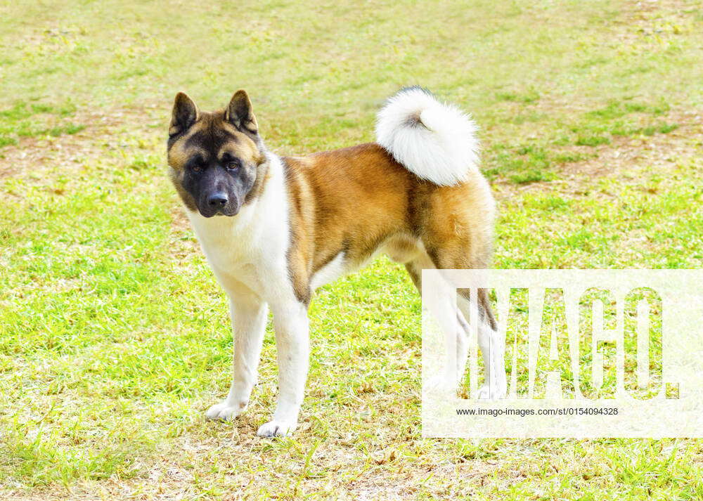 A profile view of a sable, white and brown pinto American Akita dog