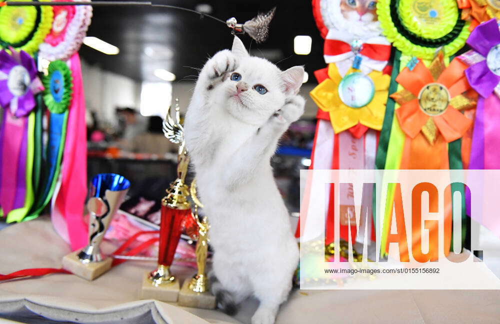 Russia Cats Show 8161702 09.04.2022 A British kitten plays at a cats