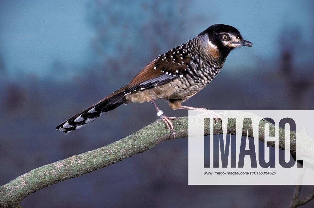 Spotted Laughing Thrush Garrulax ocellatus Perched on branch ringed ...