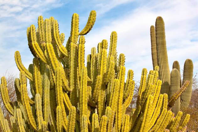 Organ pipe cactus (Stenocereus thurberi), Organ Pipe National Monument ...