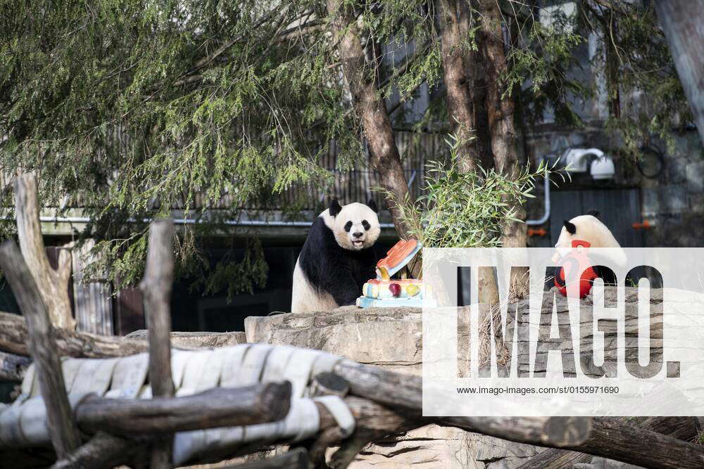 (220417) -- WASHINGTON, D.C., April 17, 2022 -- Giant panda cub Xiao Qi ...