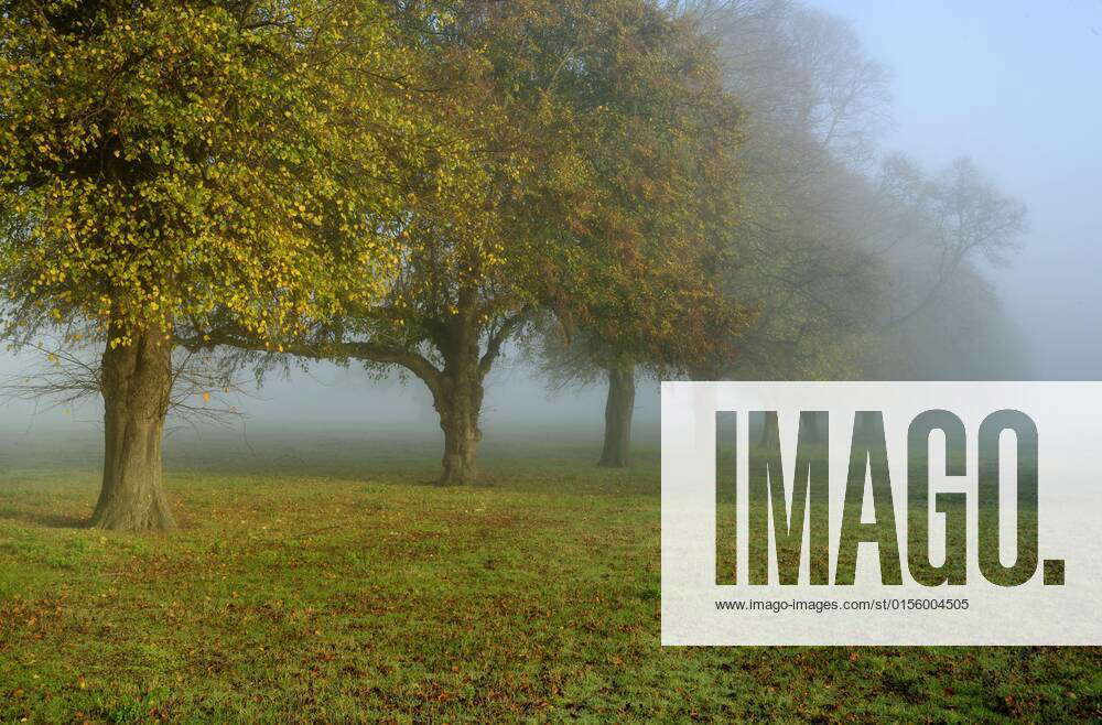 Common lime Tilia x europaea , row of mature trees in morning mist ...