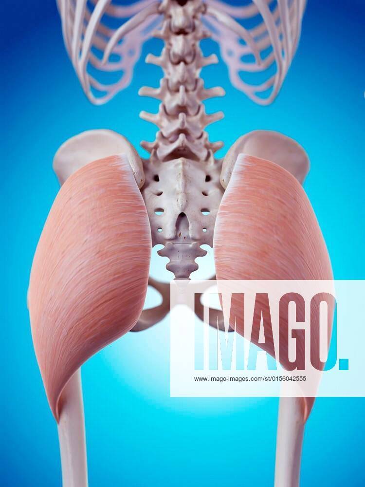 Medically accurate illustration of the gluteus maximus