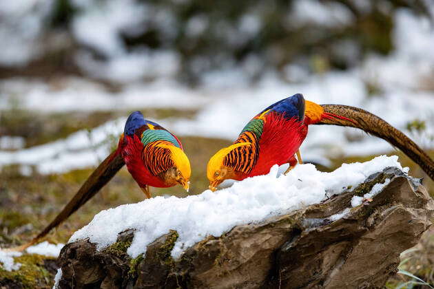 Chongqing mountain Wang Ping ecological protection zone - red tragopan ...